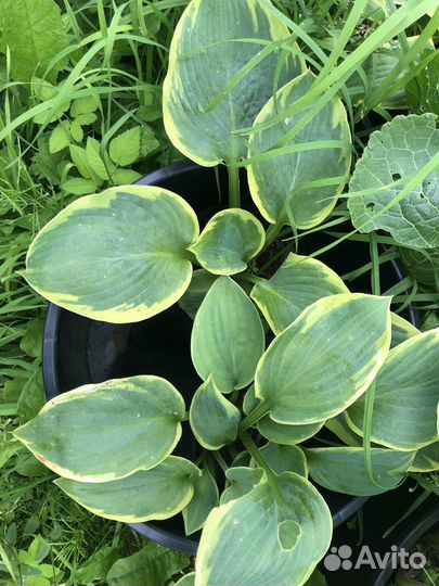 Астильба и Хосты растения для сада в горшках и др