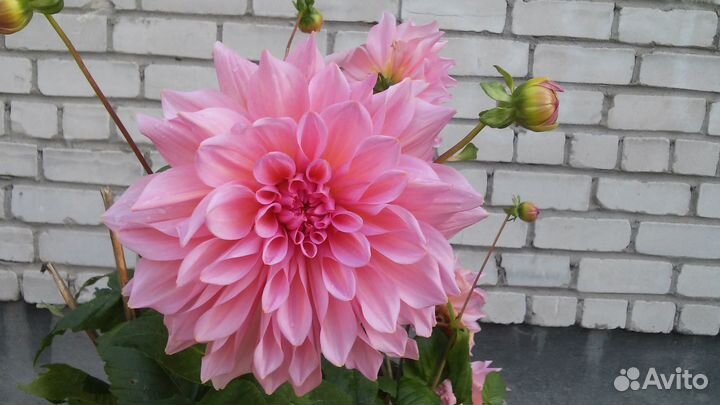 Георгины клубни