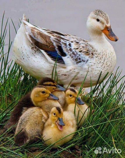 Гуси, гусята