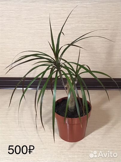 Драцена Marginata