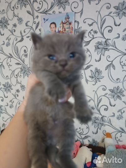 Шотландские котята