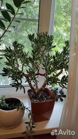 Красула хоббит