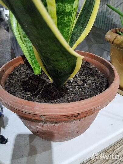 Сансевиерия