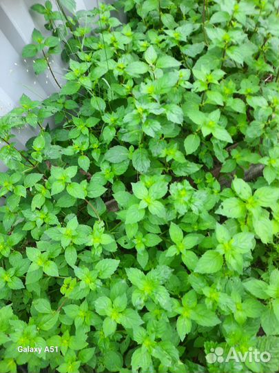 Мята и усма свежая