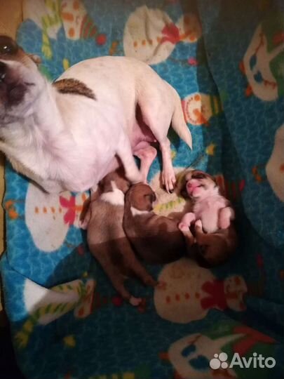 Супер мини чихуахуа