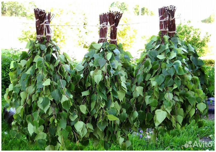 Свежие веники берёзы,пихты,можжевельника