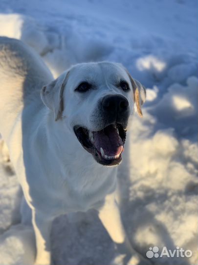 Лабрадор вязка