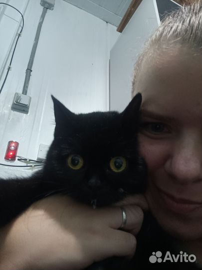 Кошечка в добрые руки