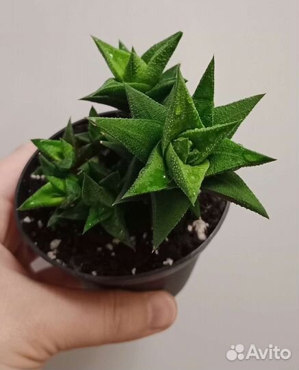 Хавортия извилистая или тортуоза (H. tortuosa)