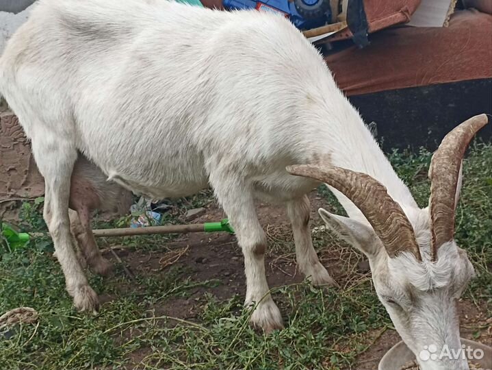 Козы дойные