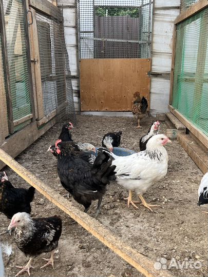 Молодые петушки разных пород