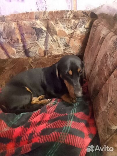 Вязка кобель такса