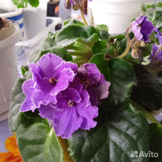 Сортовые фиалки цветут