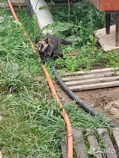 Котята 1.5 мес в добрые руки