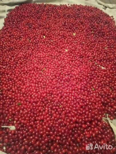 Кизил саженцы