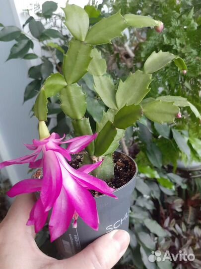 Декабристы