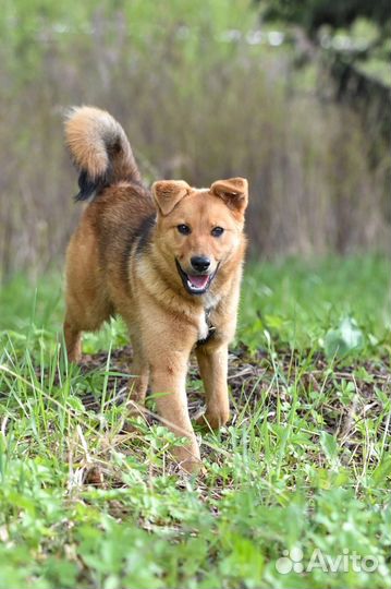 Собака в добрые руки