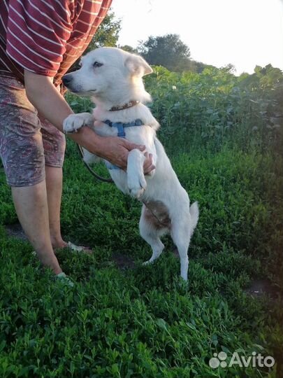 Небольшой собачке Снежке нужна семья