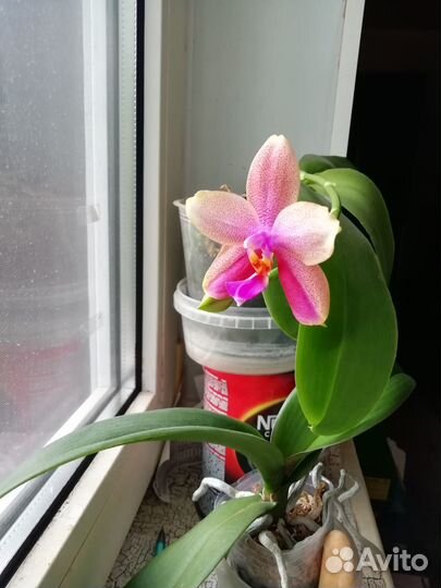 Орхидея фаленопсис