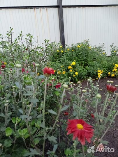 Многолетники садовые обменяю на луковичные и др