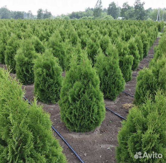 Туя смарагд