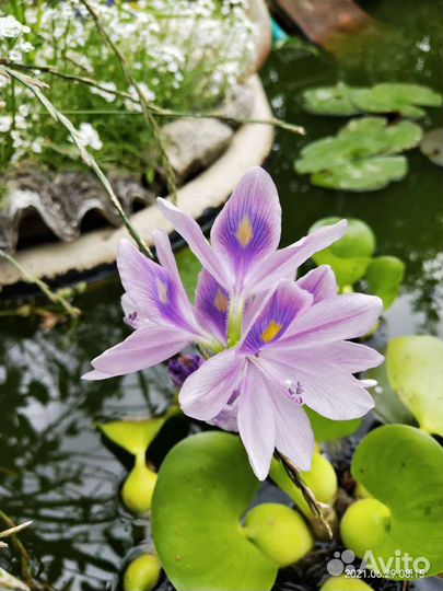 Водный геоцинт