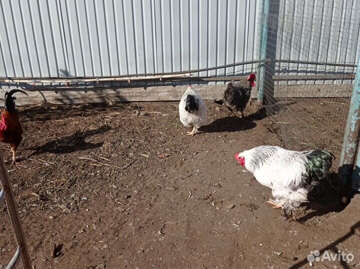 Куры и петухи брама