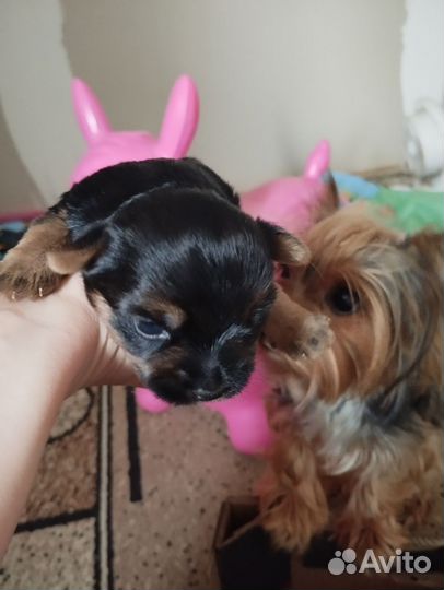 Йоркширский терьер мини девочка