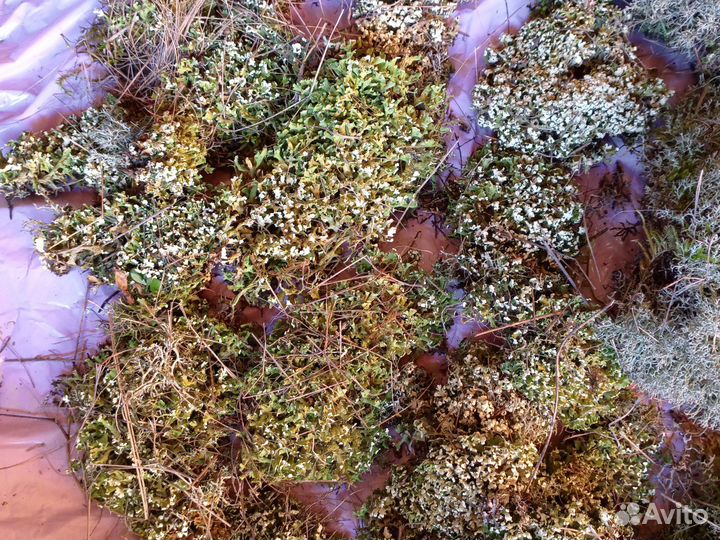 Мох цетрария