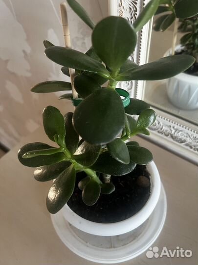 Толстянка денежное дерево