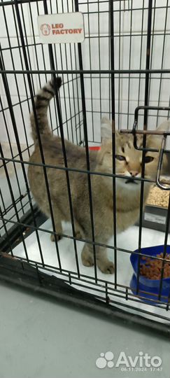 Кот и кошка