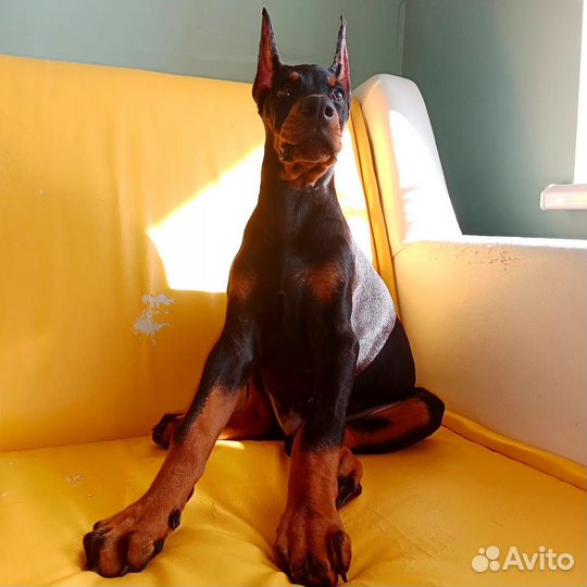 Щеночки добермана