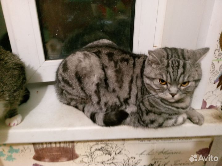 Британский кот