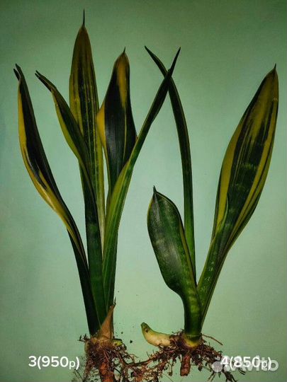 Сансевиерия сортовая