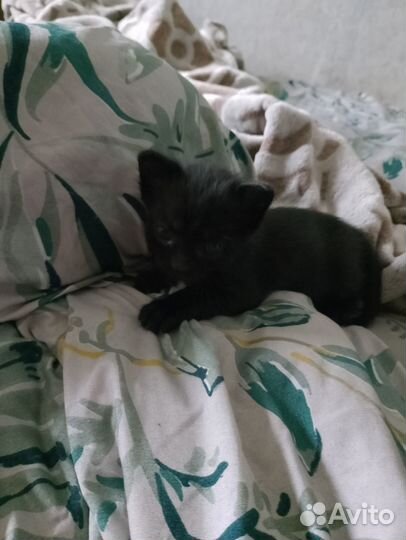 Котятки в добрые руки