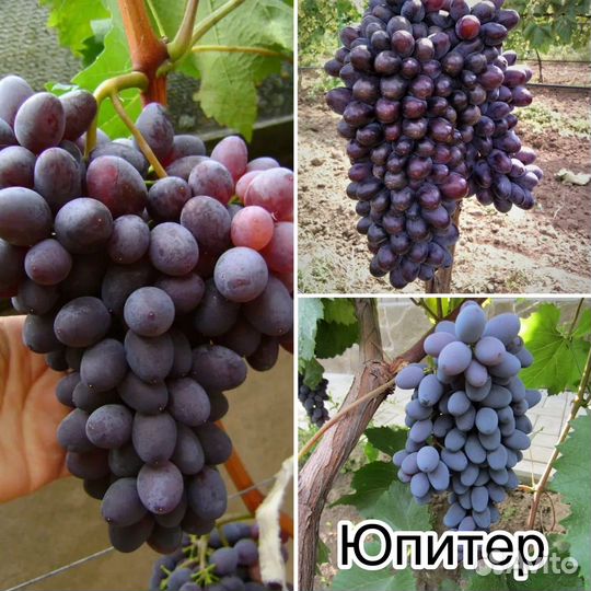 Саженцы винограда кишмиш