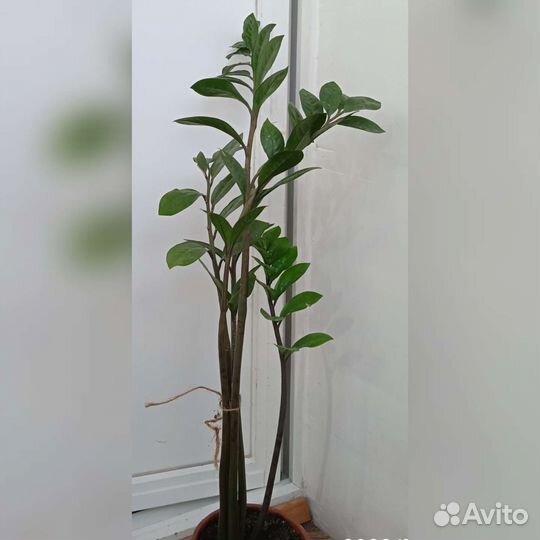 Замиокулькас