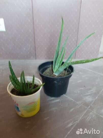 Комнатные растения цветы