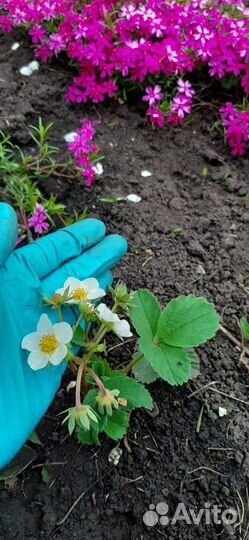 Клубника, малина, ежемалина