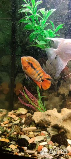 Геротиляпия Мультиспиноза, Хаплохромис василëк