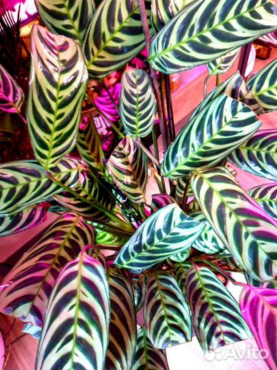 Ктенанта Берл Маркса