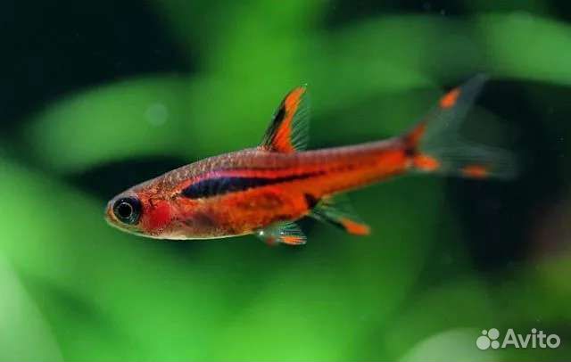 Расбора бригитта