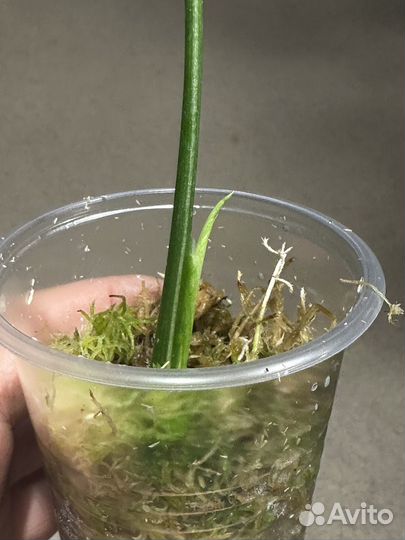 Монстера тайское созвездие