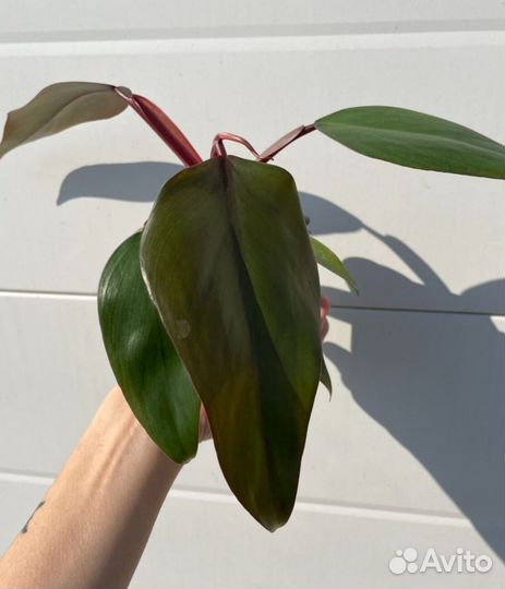 Филодендрон Рэд Эмиральд