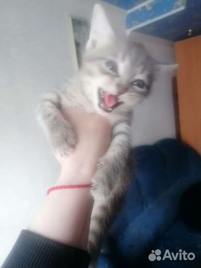 Кошка в дар