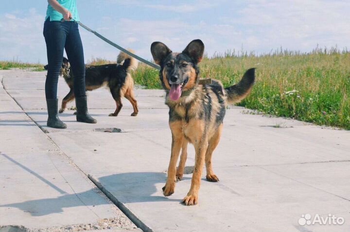 Собака в добрые руки