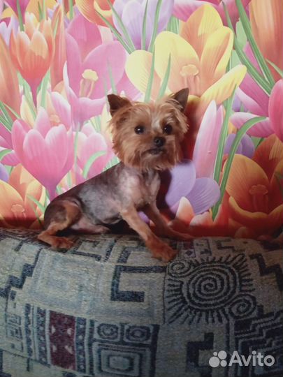 Щенки йоркширского терьера мини, беби-фейс