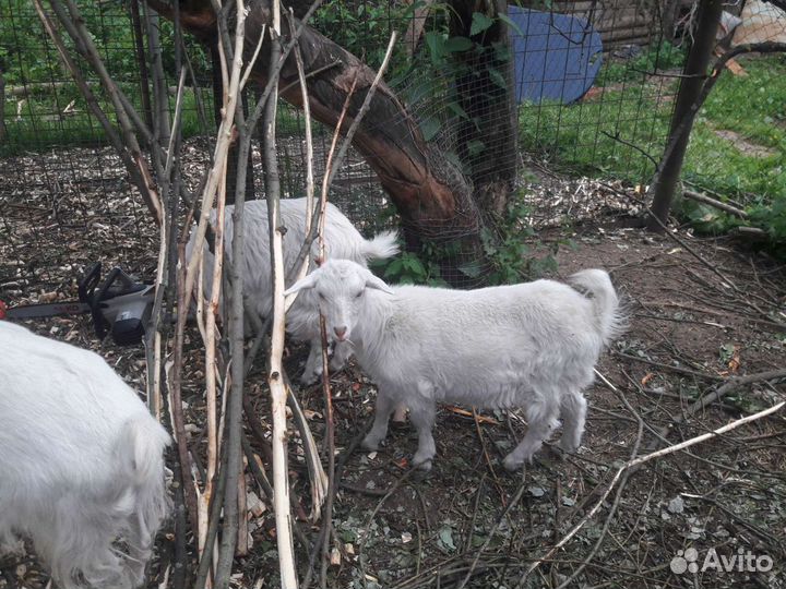 Зааненские козы молочные, козлята