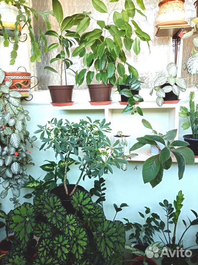 Черенки комнатных растений