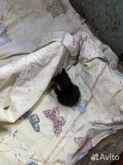 Отдам в добрые руки котят